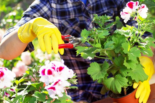 Hedge cutting service for Aldgate homes and boundaries