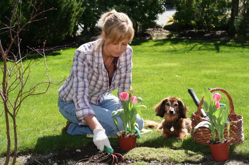 Professional tree care and pruning in a city environment